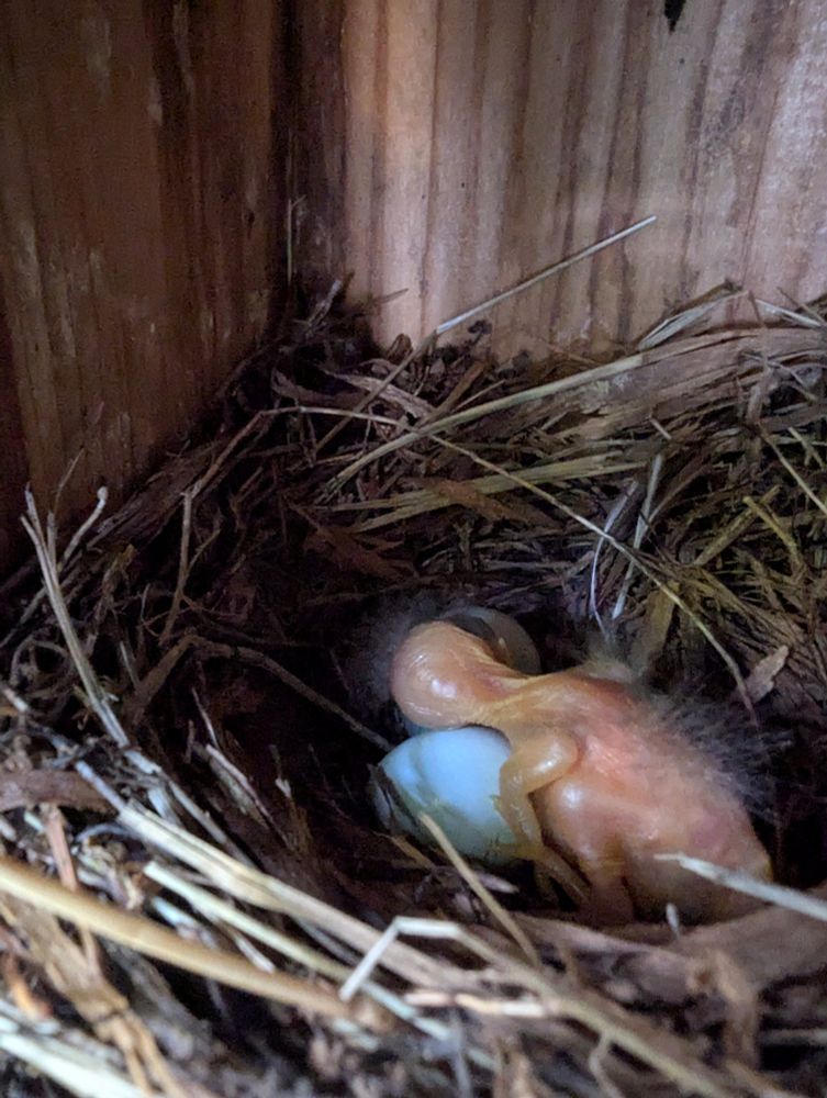 A newly hatched baby bluebird, pink and floppy-necked with sparse fuzz on its back, is resting its head on a sibling's blue egg. The baby bird is in a grass nest within a wooden bluebird box.