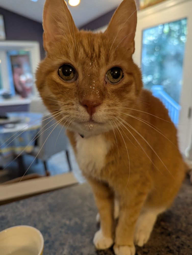 A closeup photo of Eddie, an orange and white cat with droplets of milk all over his face.