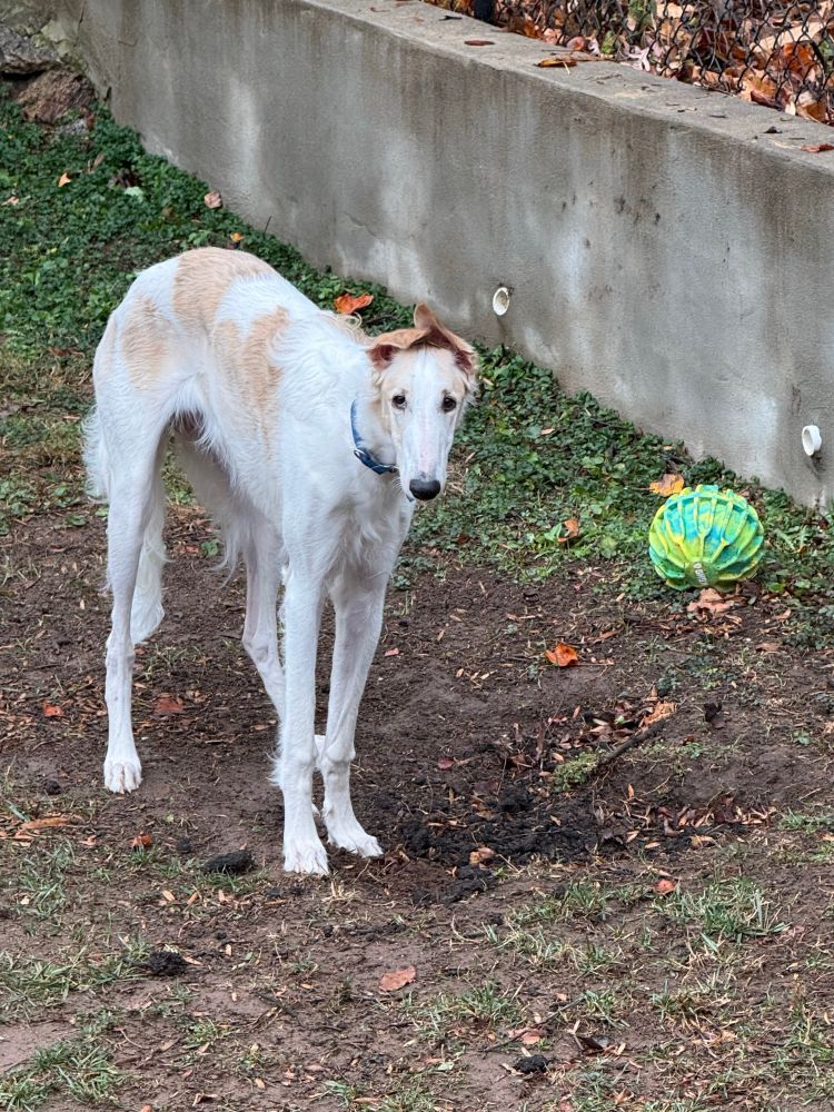 9 month old white & red borzoi puppy standing with her ears up next to a gigantic hole she’s dug in the backyard, with lime & yellow ball 