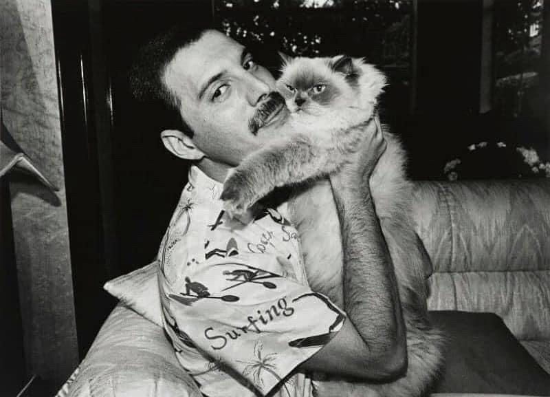 A man in a Hawaiian shirt and a mustache (the one, the only Freddie Mercury) hugging a grumpy-looking Siamese long-haired cat. 
