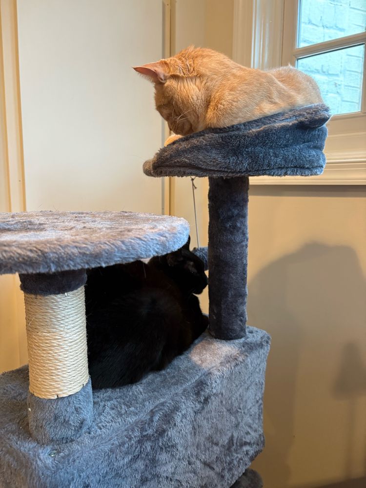 Two cats, sitting in a tree, who hate each other too much for any K-I-S-S-I-N-G. 