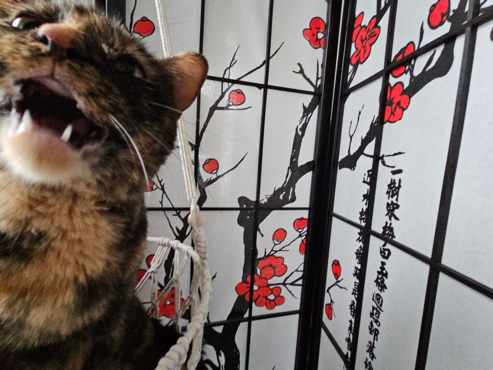 Cinna the tortoiseshell, perched in her hammock, mid-indignant meow.