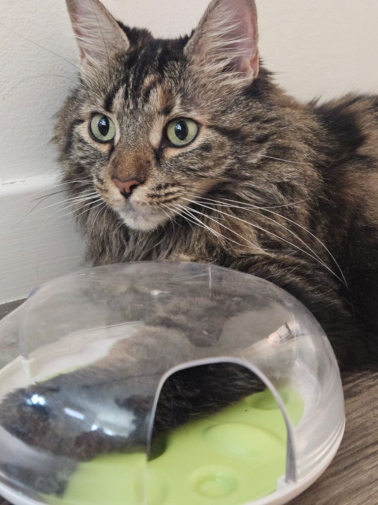 A Maine Coon/domestic medium hair mix with her arm in a puzzle toy
