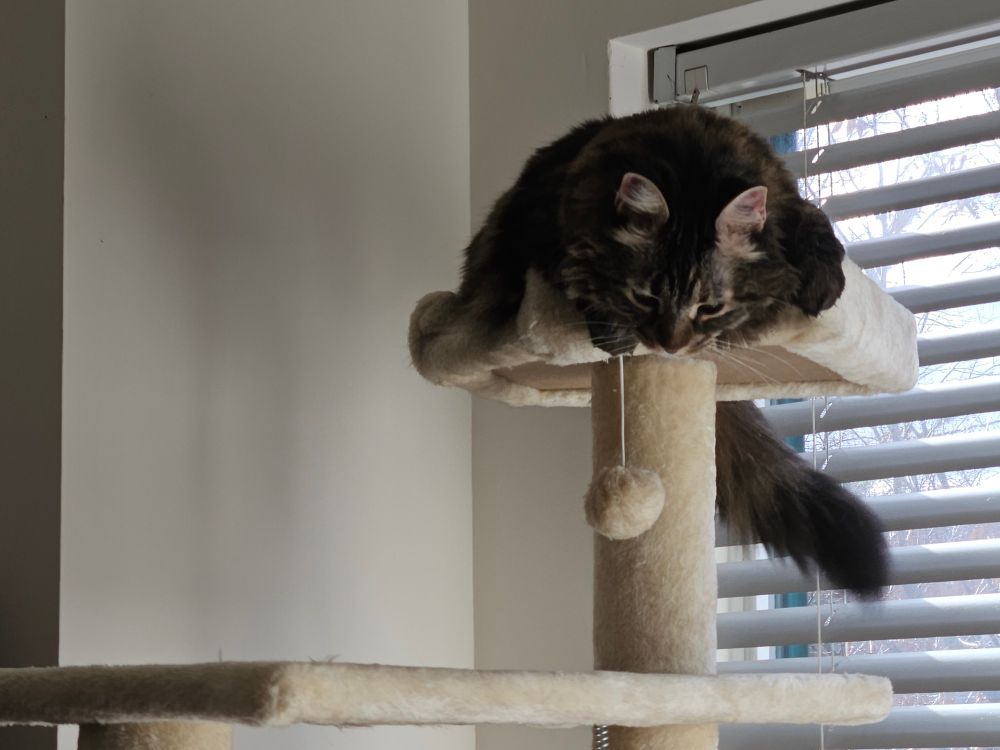 A Maine Coon mix sleepy on top of a cat tree