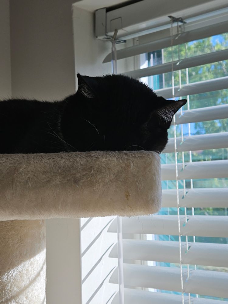 A void cat sleepy on top of a cat tree