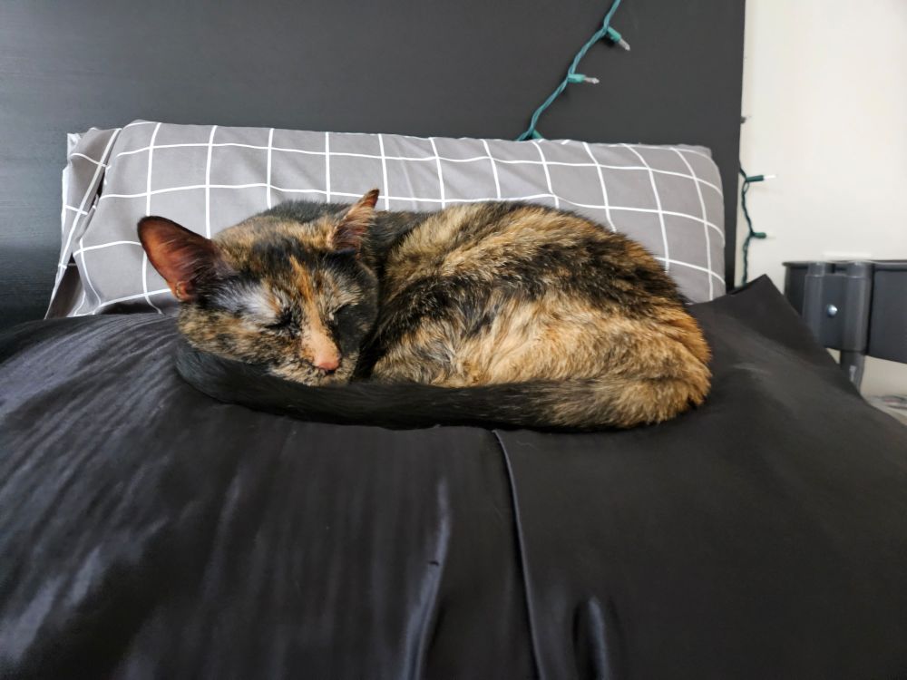 A tortoiseshell dreaming about world domination