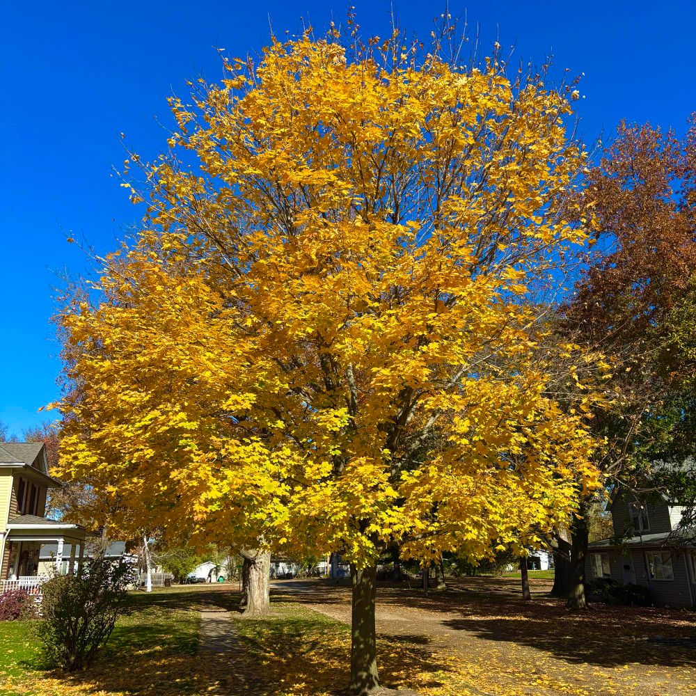 Another yellow maple. 
