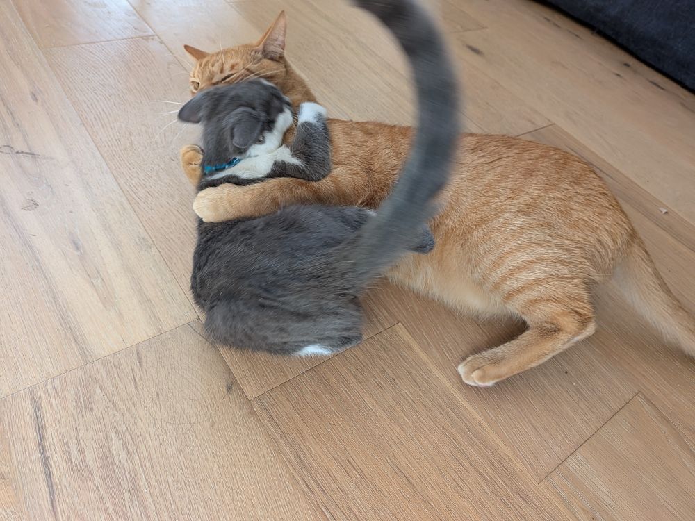 אוליבר, ג'ינג'י גדול ויפה, נאלץ להיאבק בזיגי, קטנה חצופה באפור לבן. 