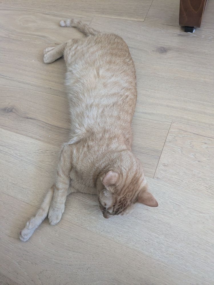 אולי שוכב על הרצפה כי הוא מנסה להיות חמוד ולבקש שיזרקו לו קפיץ