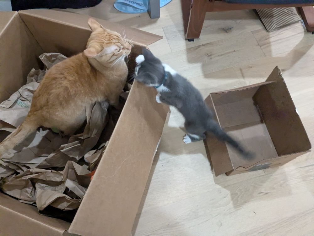 זיגי מזנקת  מארגז קטן לעבר אוליבר בארגז גדול.
אוליבר לא מרוצה