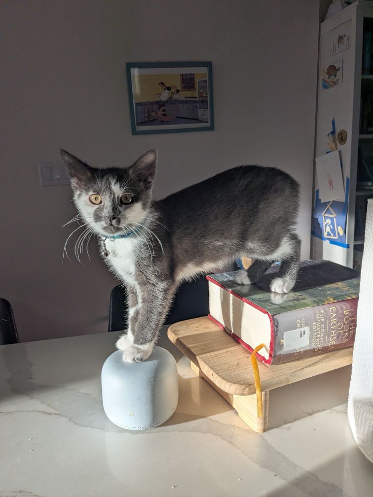 זיגי על האי במטבח, רגליים קדמיות על גוגל הופ, רגלים אחוריות על ארץים 