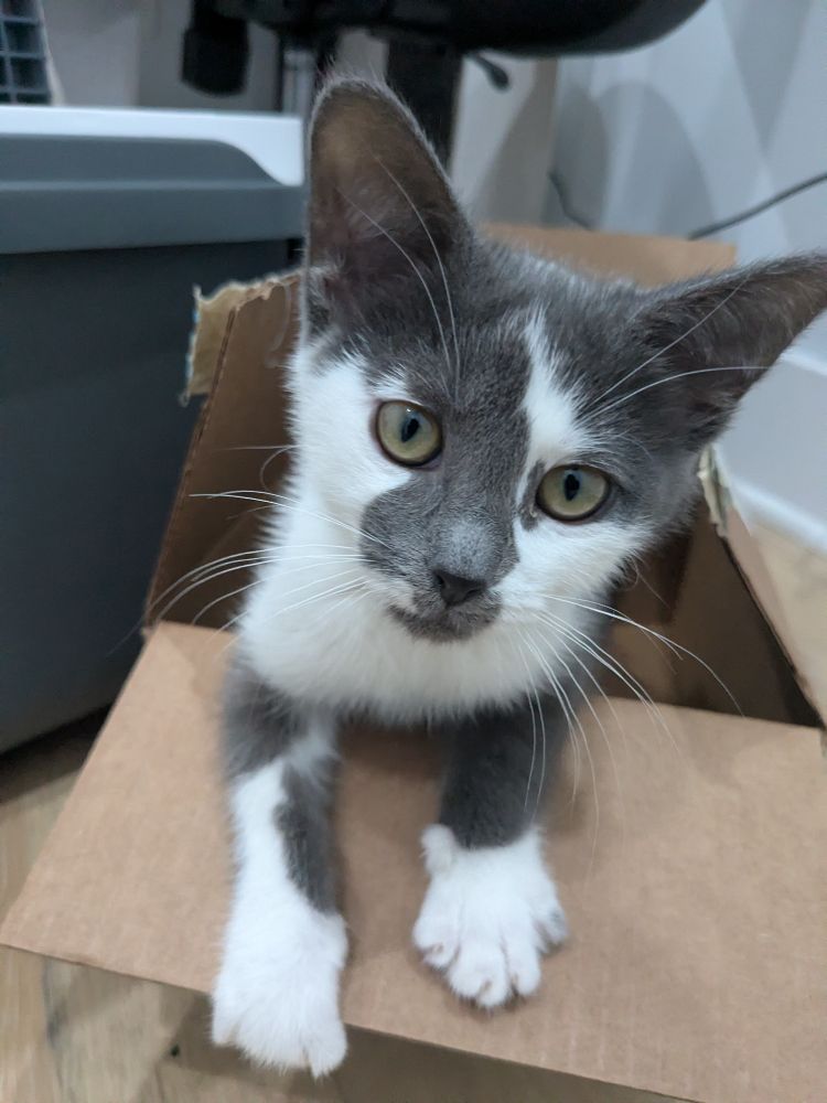 חתולי קטני בתוך קופסא