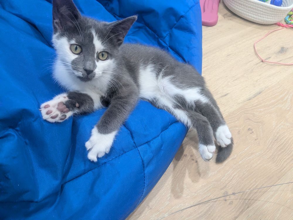 זיגי מנסה לשבת על פופ כחול