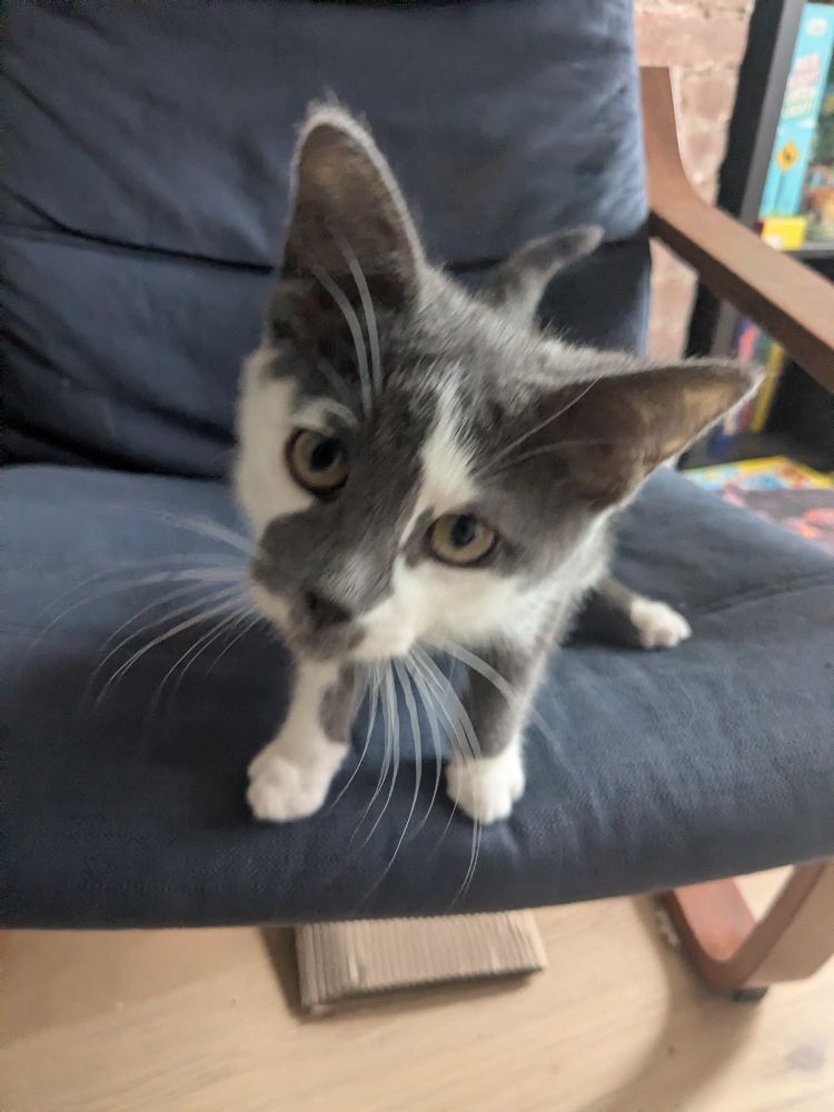 זיגי פיצי על פאונג