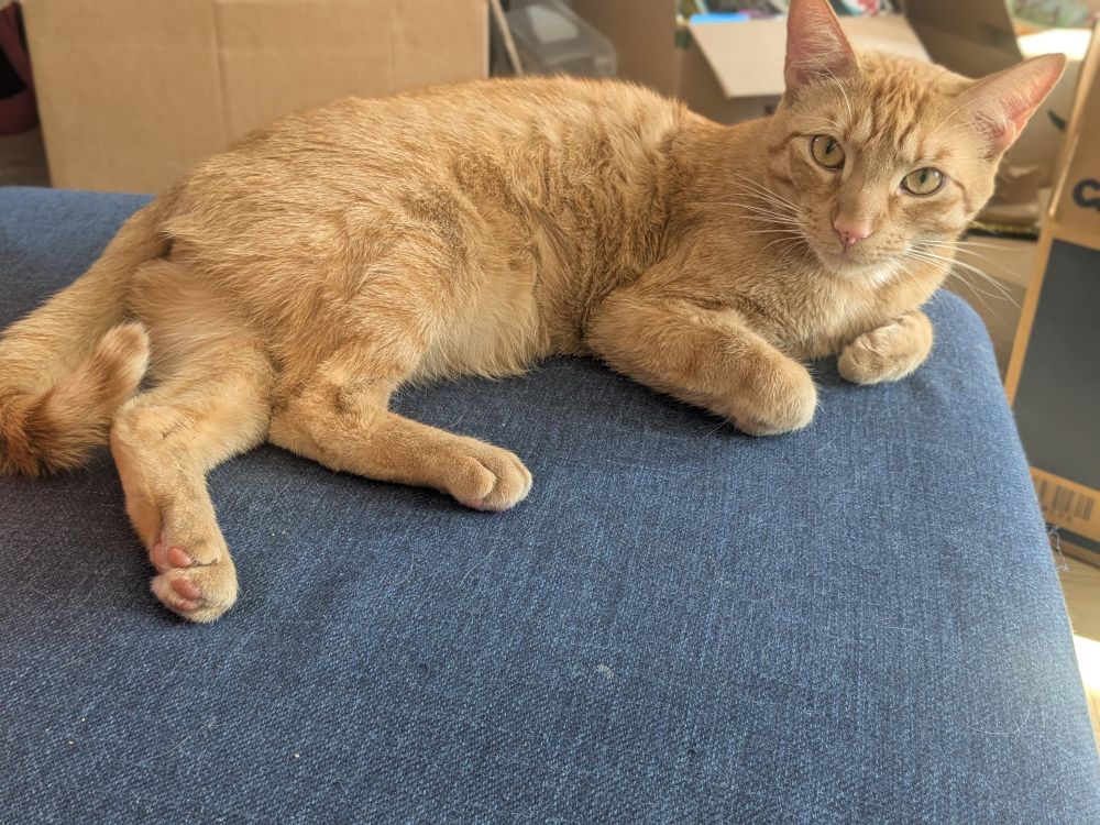 חתול ג'ינג'י אהוב על ספה 