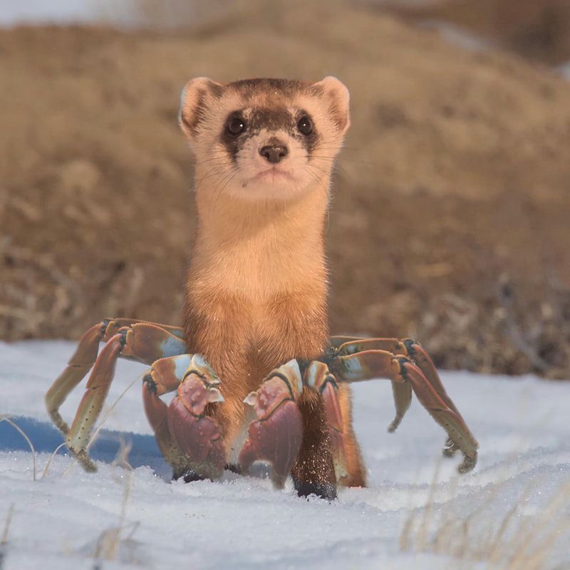 Weasel-crab hyrbrid - photoshopped weasel body with crab legs and claws