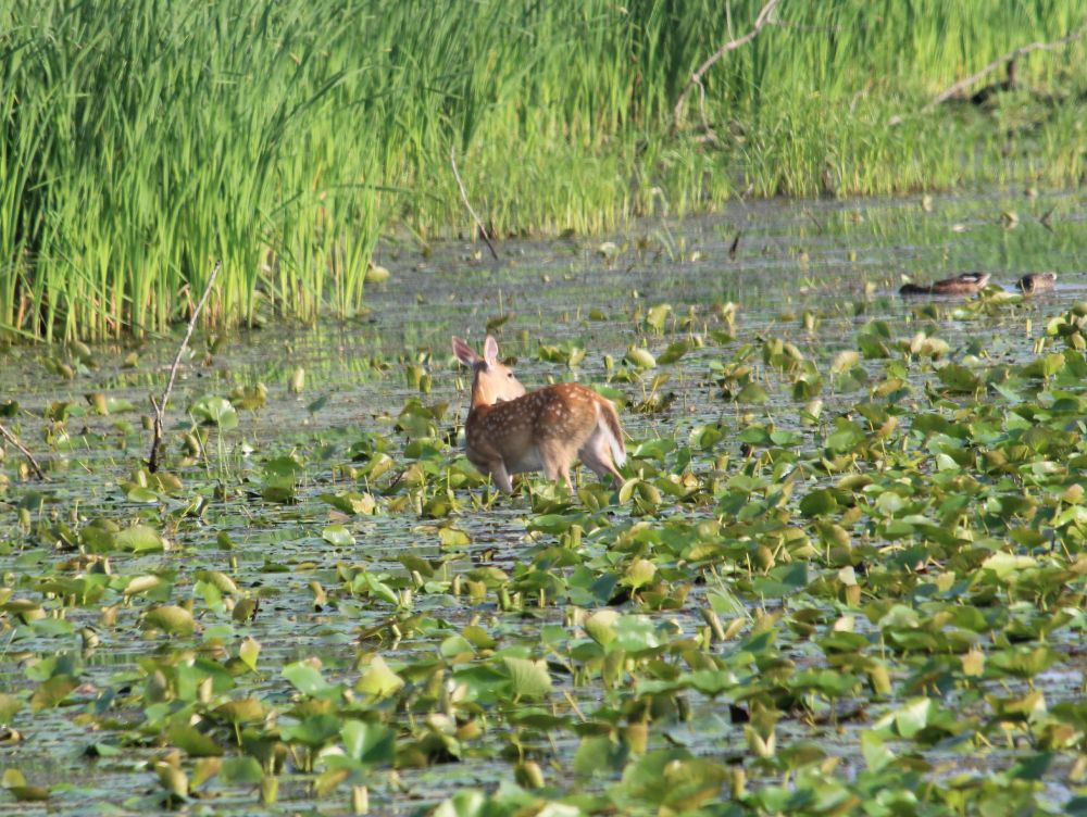 A Fawn walking in shallow water at Lake Erie Metropark, Michigan