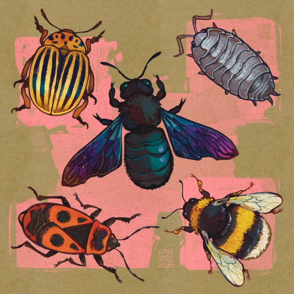 An illustration of several insects on a pink and brown background. The drawing features a colorado potato beetle, a violet carpenter be, a rolly polly, a firebug and a bumblebee.
