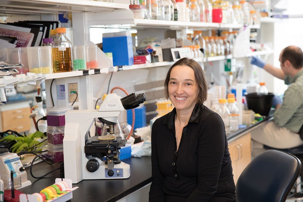 Angelika Amon in her laboratory. 