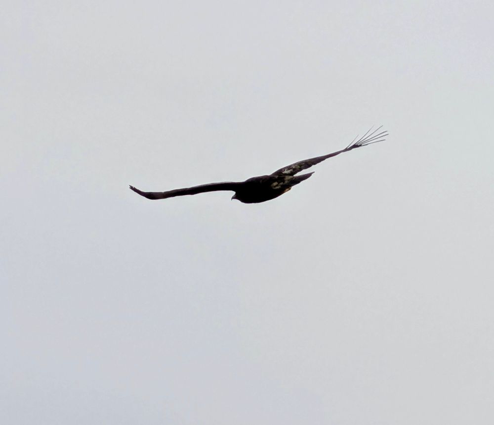 A lot of zoom on this photo, a bird's silhouette against a grey sky, but you can see the fingered tips of its wings, a golden eagle in the Mamores of Scotland today.