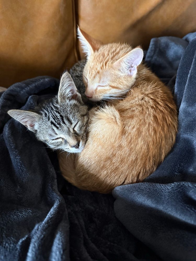 Two kittens, one orange and one gray, curled up in a ball together on a blanket