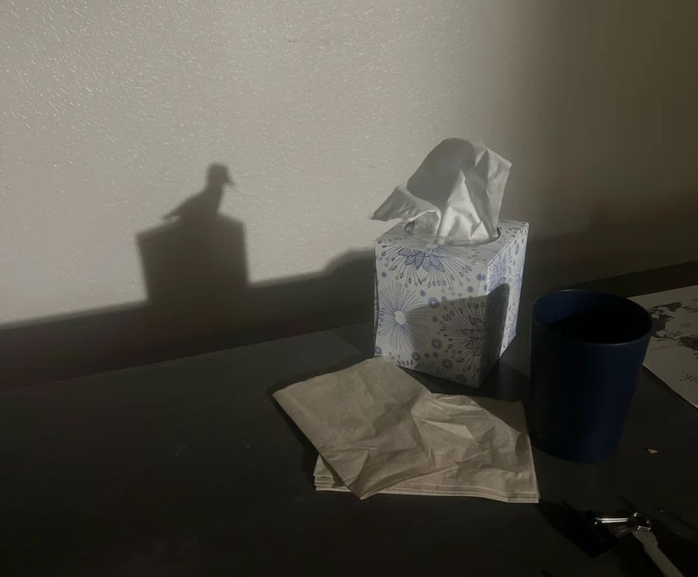 A box of Kleenex on a table. On the wall the shadow of a tissue looks like a bird.
