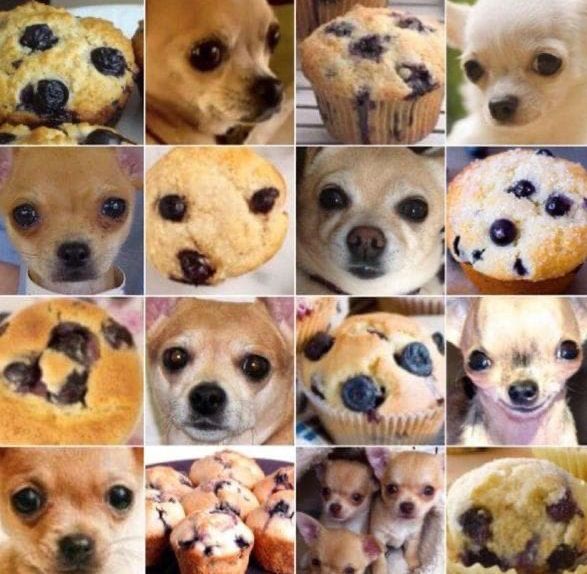 Photo mosaic of several small dogs faces and blueberry muffins. They look similar.