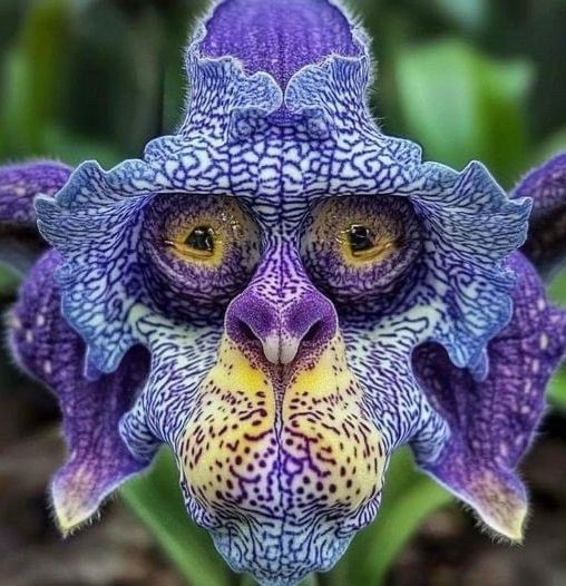 Orchid that looks like a monkey face.