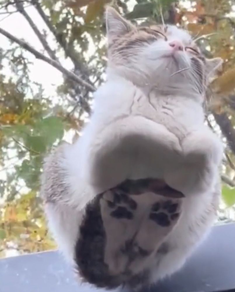 A cat is sitting on a window. His paws look like eyes and with the contrast of white fur and dark one it is possible to see a face and hair.