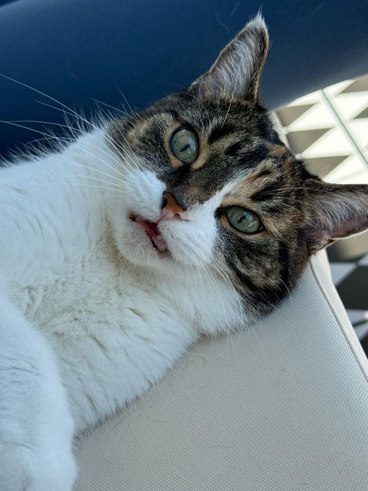 Kiki the calico/tabby cat laying down on a couch with a dumb look on her cute little face but her mouth is slightly open
