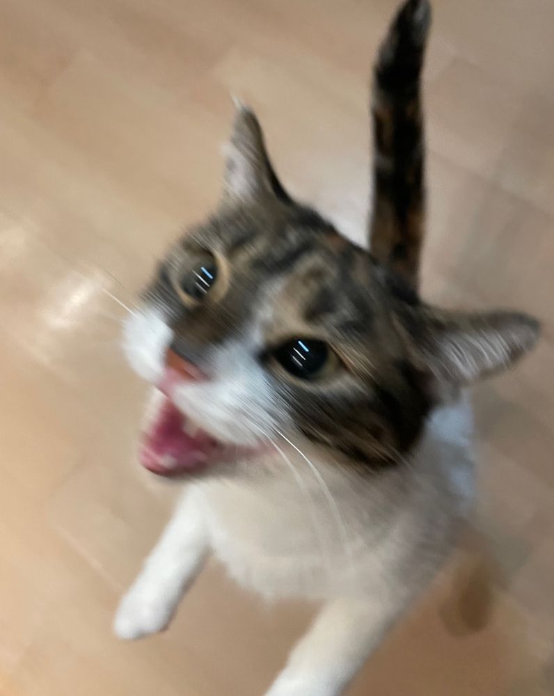 kiki the calico/tabby cat standing up on her hind legs, meowing extremely loudly