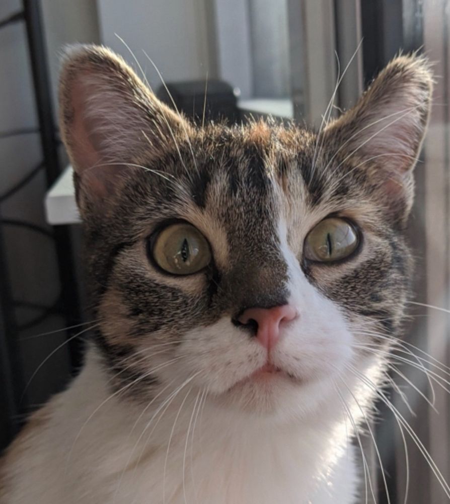Kiki the calico/tabby cat on her first day home, February 19th, 2020
