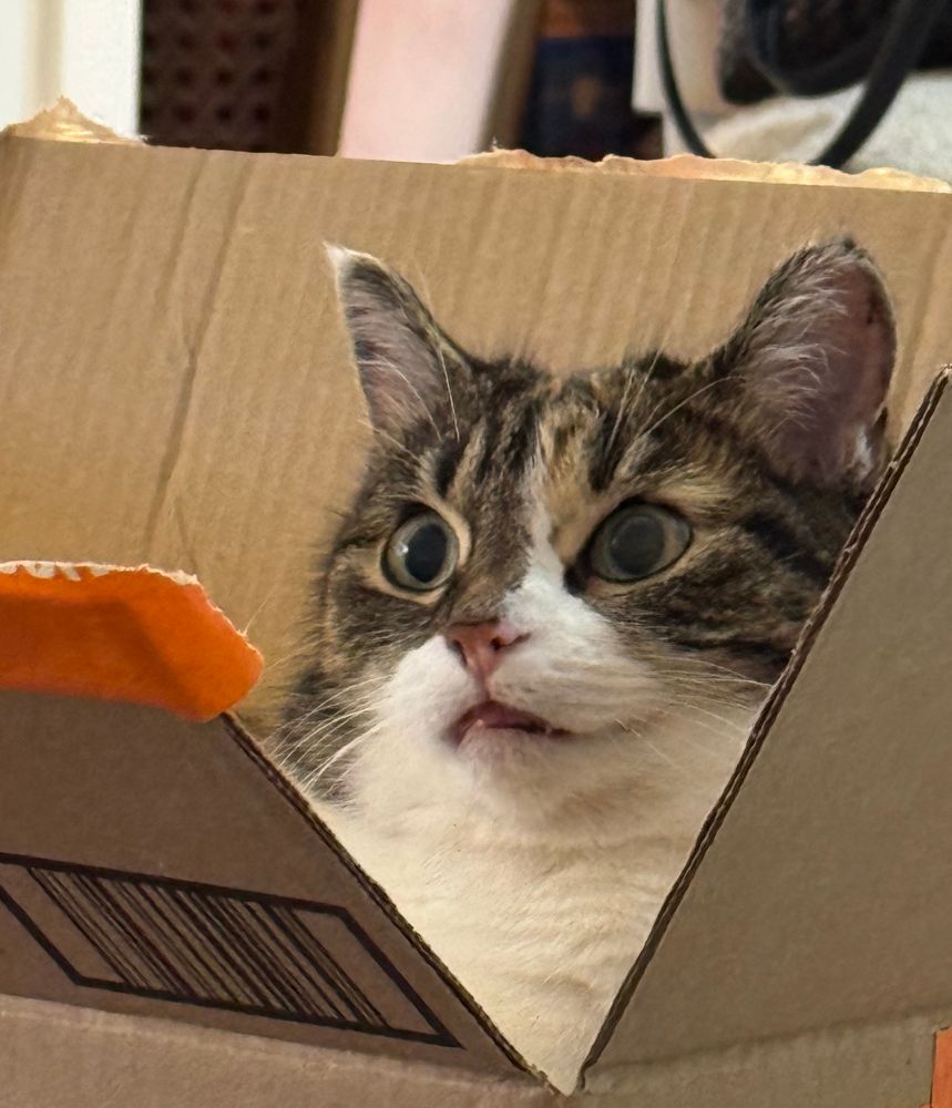 Kiki the calico/tabby cat sitting in a small box 