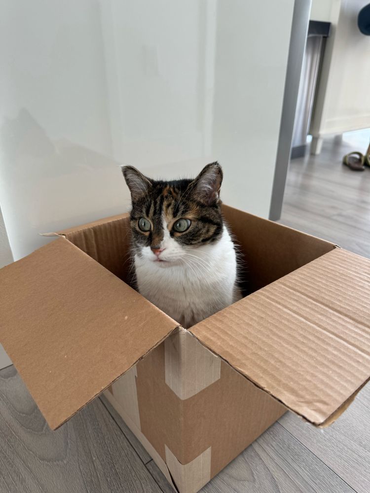 Kiki the calico/tabby cat sitting in a small box, looking to the side