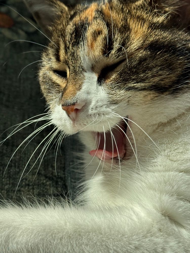 Kiki the calico/tabby cat yawning