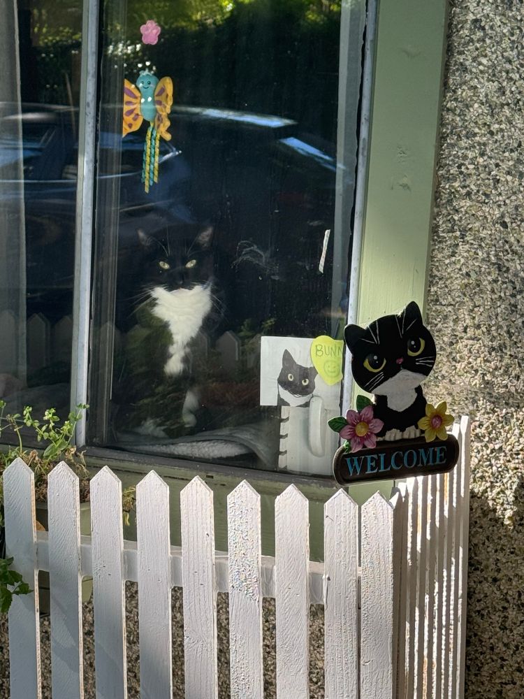Tuxedo cat sitting by the window, there is a drawing of the cat stuck to the window and labelled “Bunny” and a little white picket fence around the window with a wooden tuxedo cat sign on the fence that says Welcome 