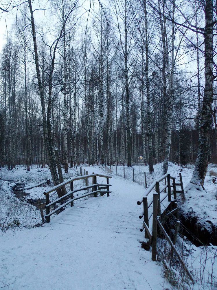 Snowy fence-lined path through a birch forest. There's a wooden bridge crossing a stream on the foreground.