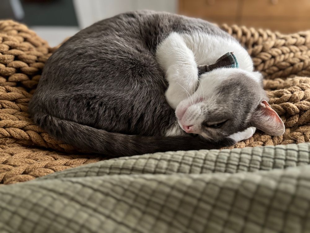 A very adorable gray and white tabby cat with a pink nose and plaid bow tie collar curled up like a croissant on a blanket