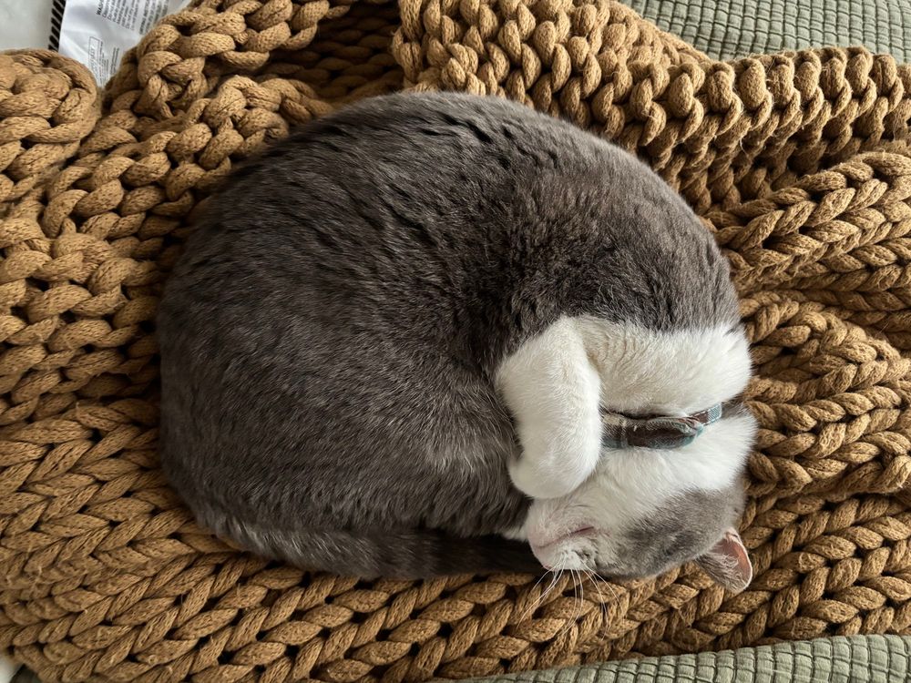 A very adorable gray and white tabby cat with a pink nose and plaid bow tie collar curled up like a croissant on a blanket