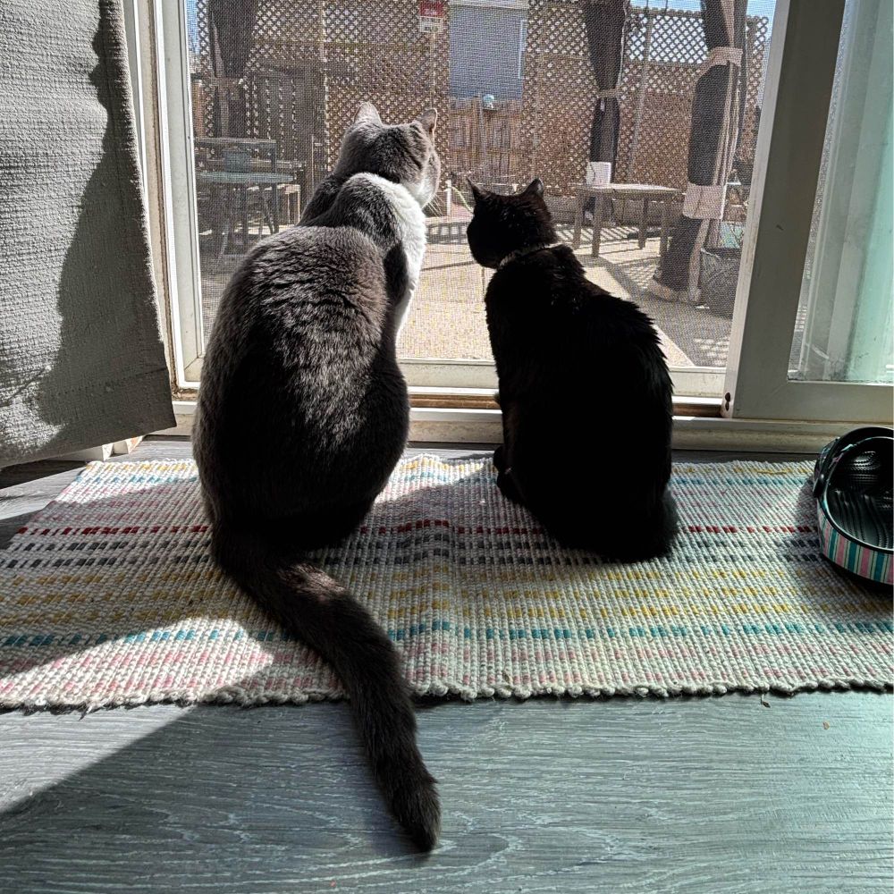 Two cats looking out a screen door