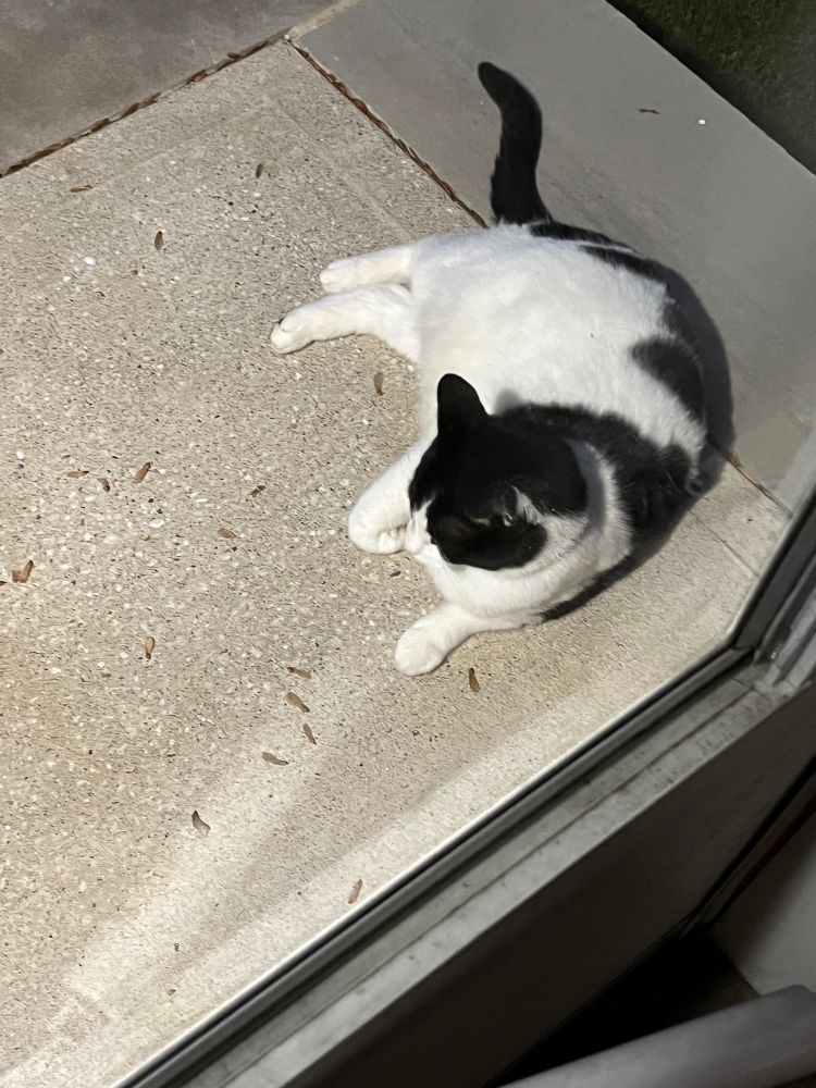 A black and white cat on a porch