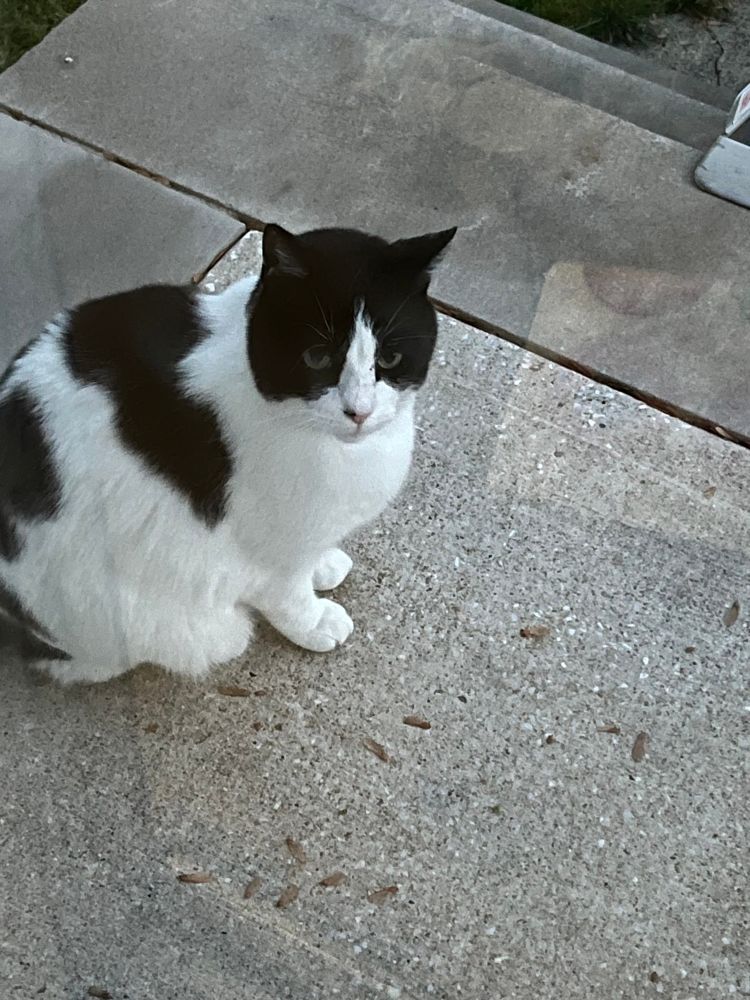 A black and white car on a porch