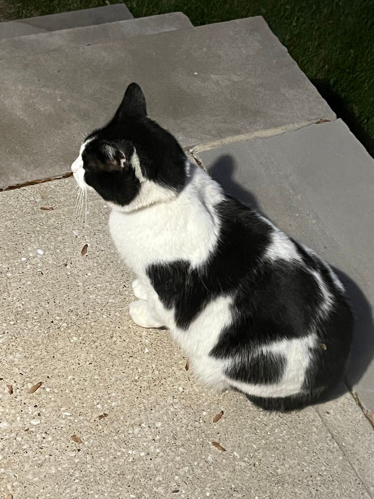 Black and white cat on a porch