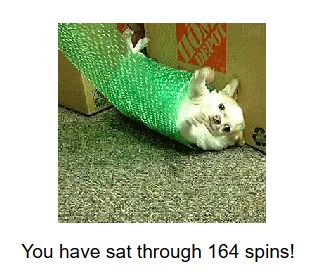 A tiny chihuahua spinning in green bubble wrap, 164 times!