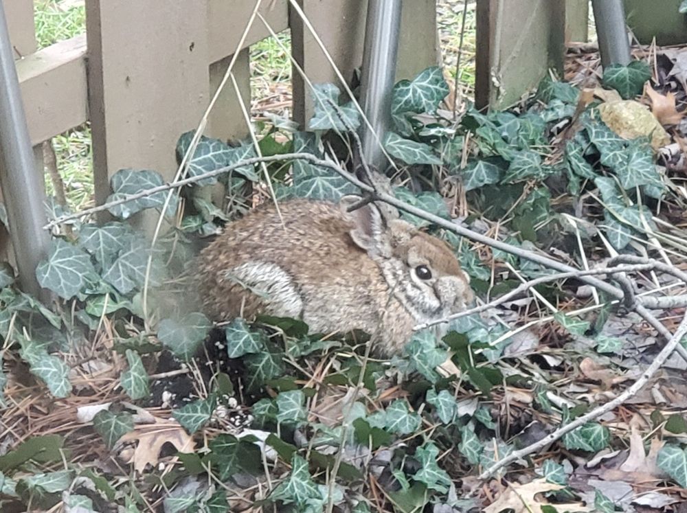 Bunny sitting in a patch of ivy next to a wodden fence.