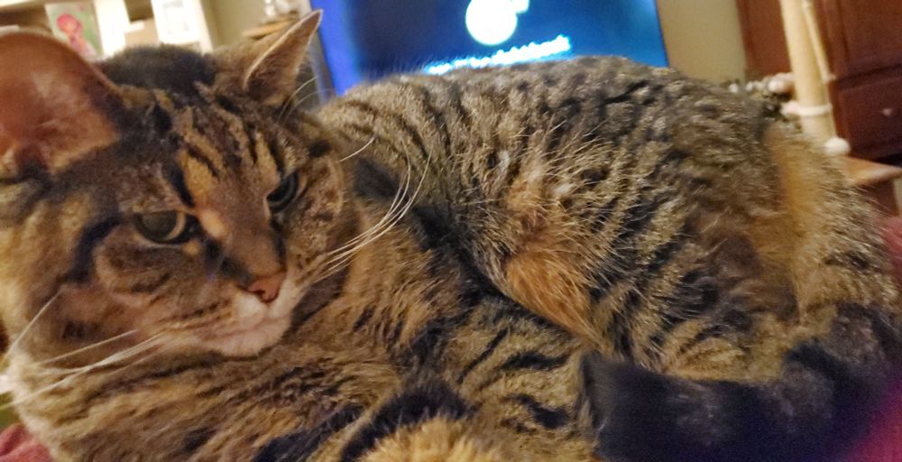Annoyed-looking kitty laying down.