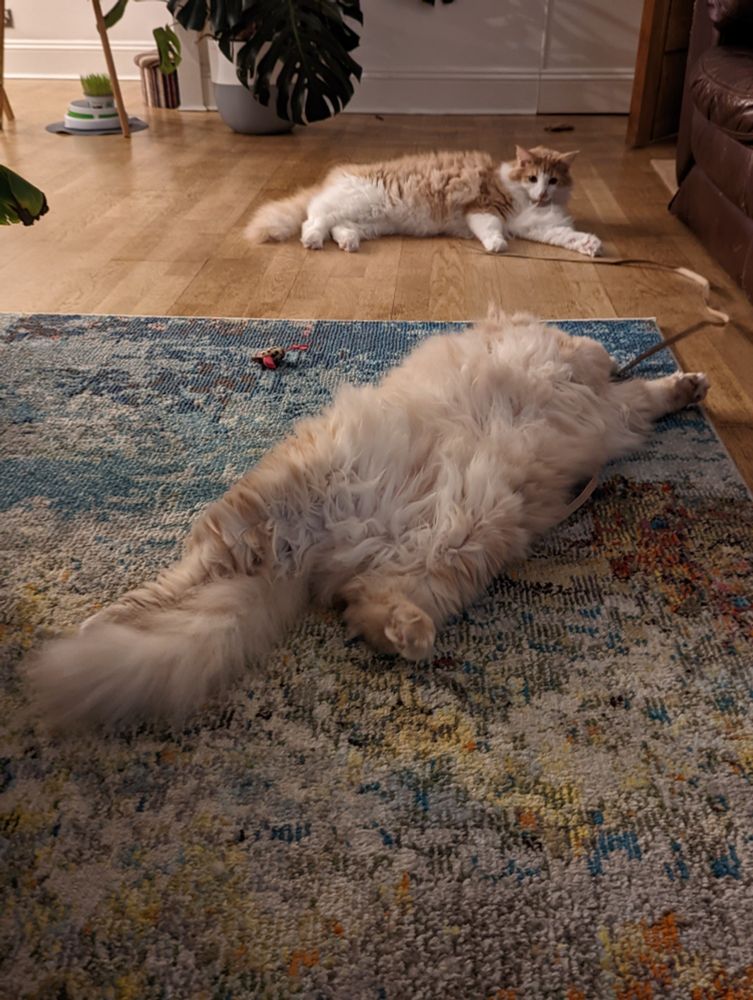 Two very fluffy ginger cats sprawled out on the floor