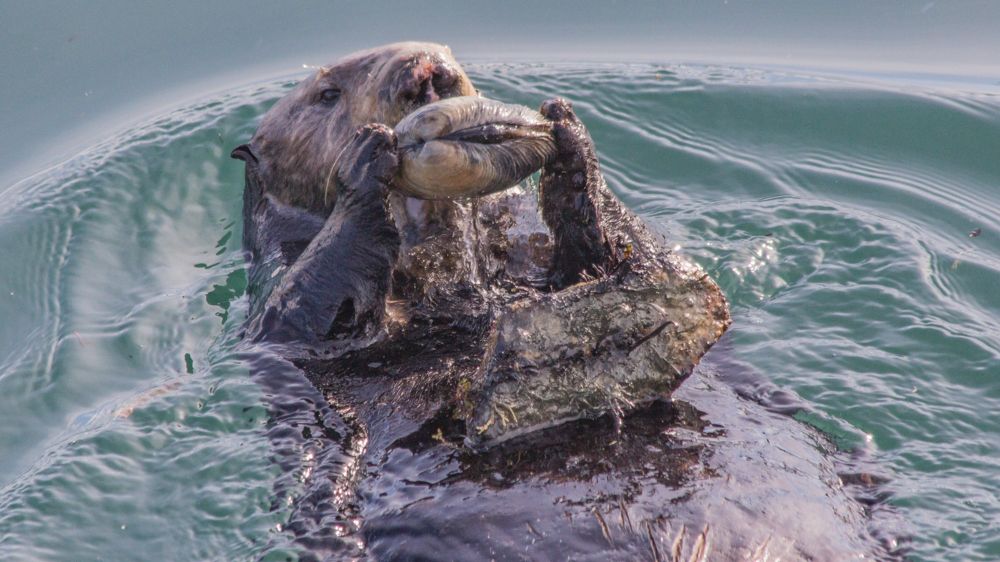 When sea otters lose their favorite foods, they can use tools to go after new ones