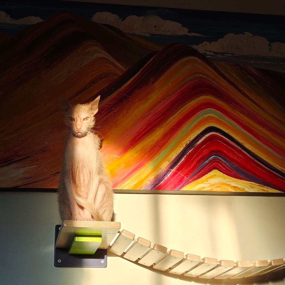 Animal, the Lykoi kitten, stares deeply into your soul from his cat bridge at sunset. A painting of Winikunka, otherwise known as Rainbow Mountain in Peru, is behind him. 