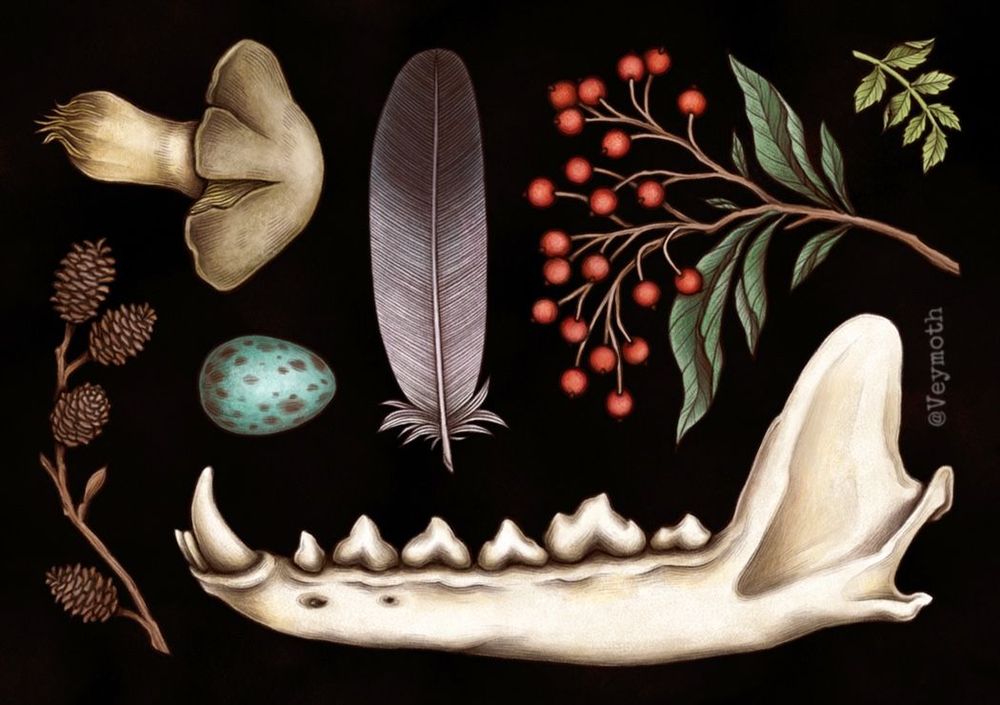 Shown is a dark nature vulture culture digital art piece. It was drawing digitally in adobe photoshop. Depicted is a canine jawbone (from a wolf skull or for skull), a mushroom or fungi, a birds egg, a branch with berries on it and some more things, that can be found in the woodlands or the forest. The illustration has a vintage cottagecore green witchcraft occult Forestcore aesthetic. It may interest people who are a fan of a dark aesthetic, dark art, therian, furry skulldog and collectors of oddities and curiosities.